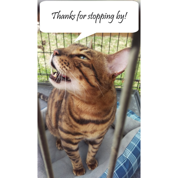 Meet the Posher - Picture 2 of 2